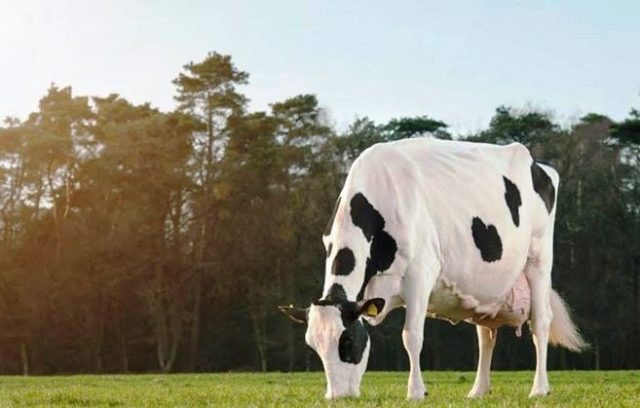 vaca holandesa leite