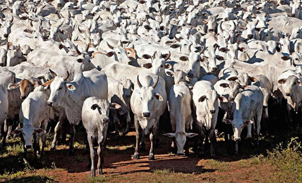 De Olho na Fazenda Pecuária BR - Fábrica de genética' começa hoje