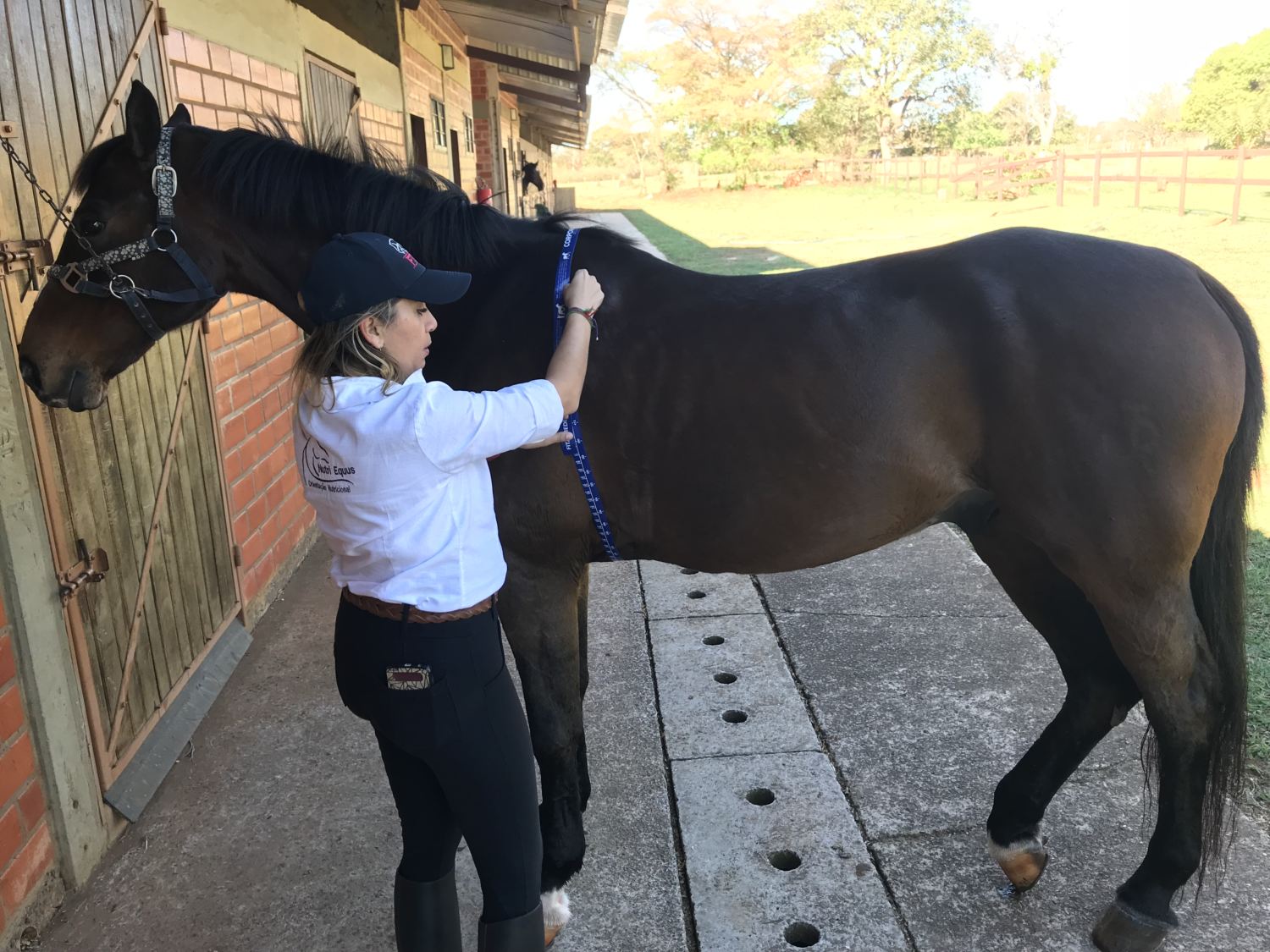 juliana vieira pesando cavalo com fita