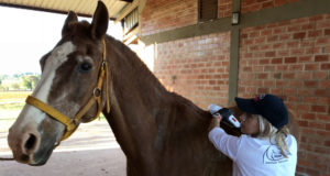 juliana vieira usando massageador em cavalo recuparação de lesao 2