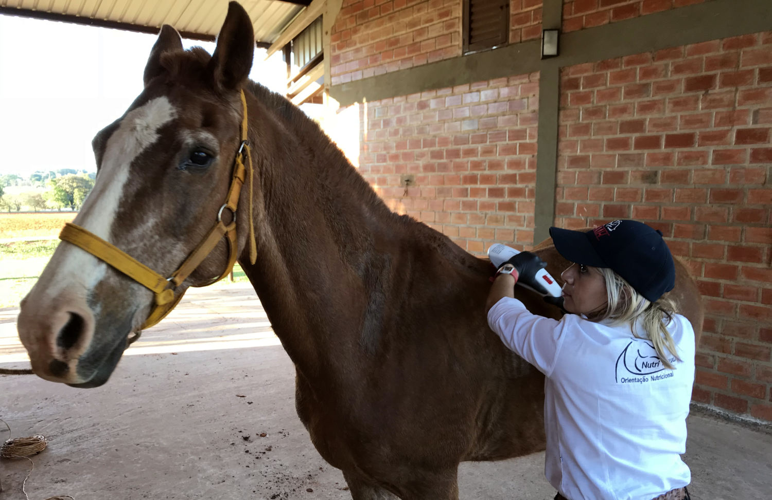 juliana vieira usando massageador em cavalo recuparação de lesao 2