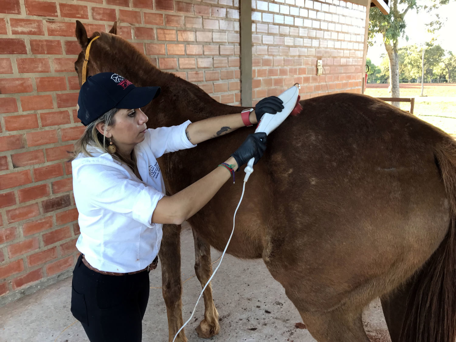 juliana vieira usando massageador em cavalo recuparação de lesao 3