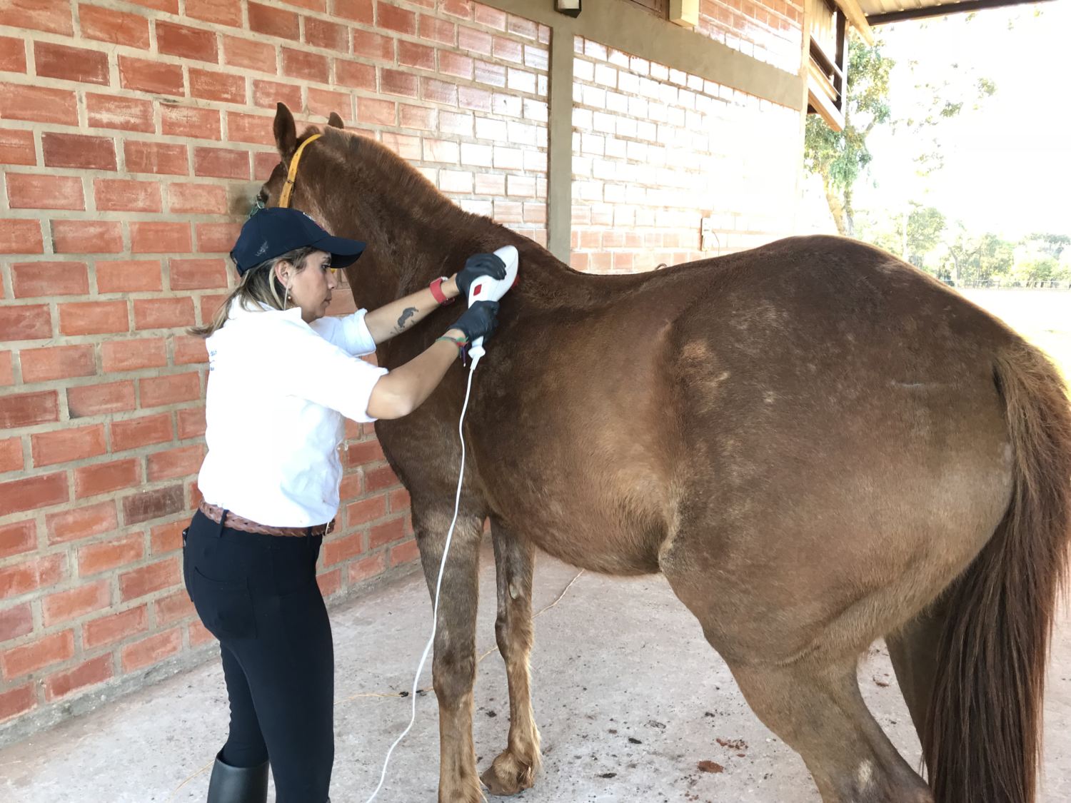 juliana vieira usando massageador em cavalo recuparação de lesao