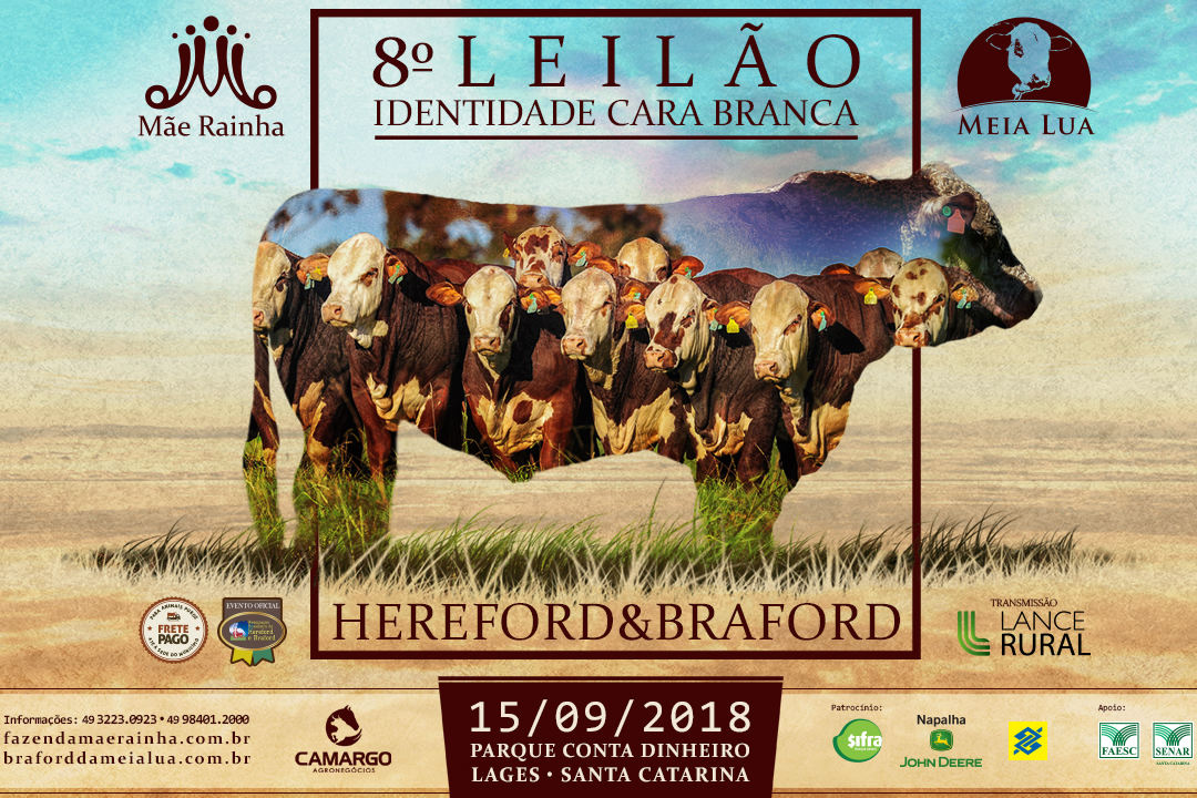 leilao gado hereford e braford