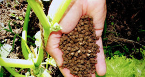 n-verde fertilizante biomassa 2