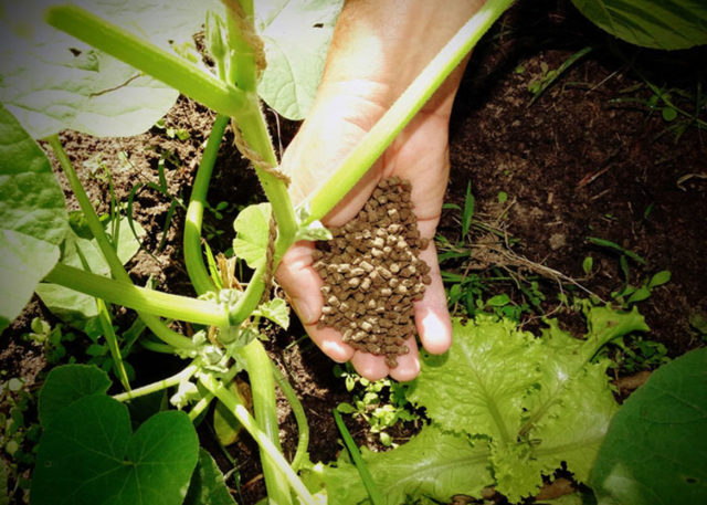 n-verde fertilizante biomassa 2 n-verde fertilizante biomassa 2