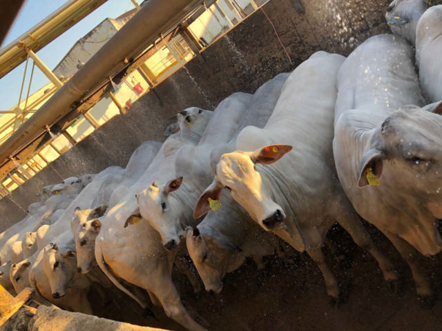 novilhas para o abate no frigorifico tamanho banho com aspersor novilhas para o abate no frigorifico tamanho banho com aspersor