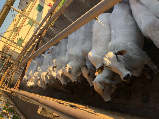 novilhas para o abate no frigorifico tamanho banho com aspersor novilhas pnovilhas para o abate no frigorifico tamanho banho com aspersorara o abate no frigorifico tamanho banho com aspersor