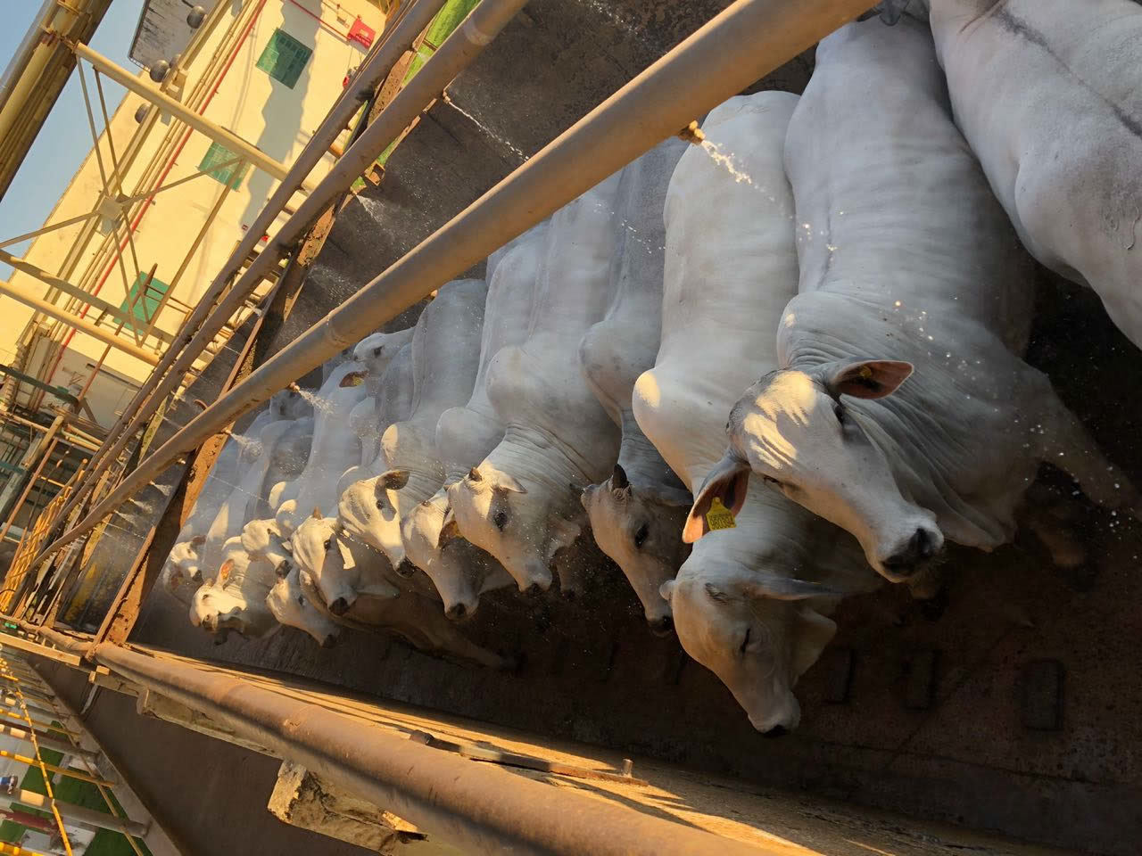 novilhas pnovilhas para o abate no frigorifico tamanho banho com aspersorara o abate no frigorifico tamanho banho com aspersor