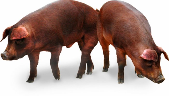 Duroc