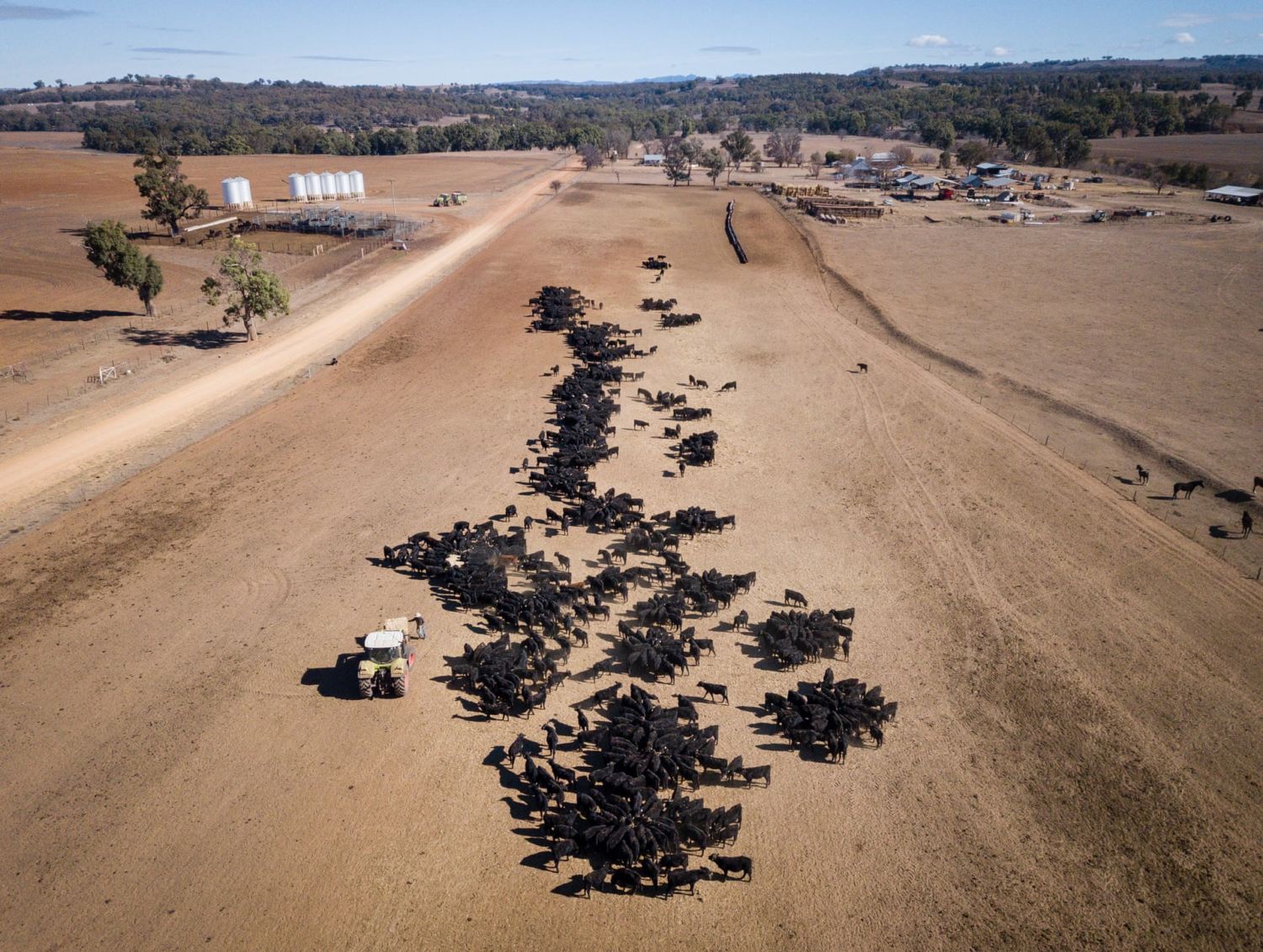 seca na australia gado no cocho