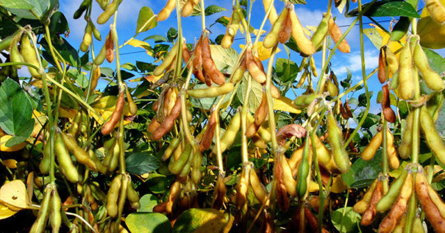 soja_cultivo_colheita_safra5 soja_cultivo_colheita_safra5