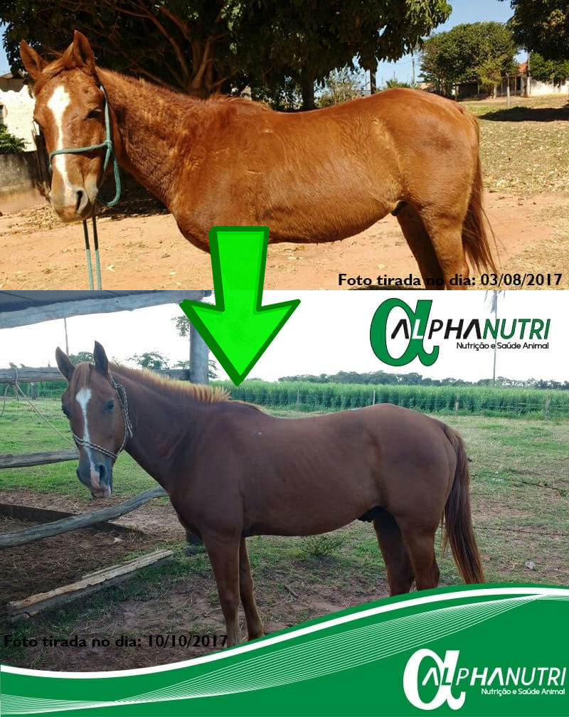 suplementos para os cavalos alpha-horse teste 1