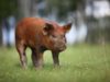 suíno-duroc