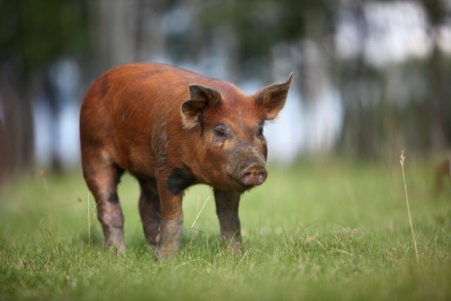 suíno-duroc suíno-duroc