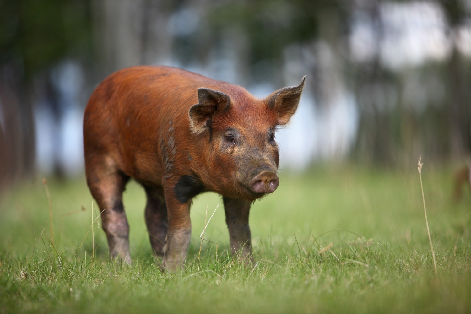 suíno-duroc