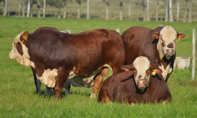 touros braford estancia bela vista touros braford estancia bela vista