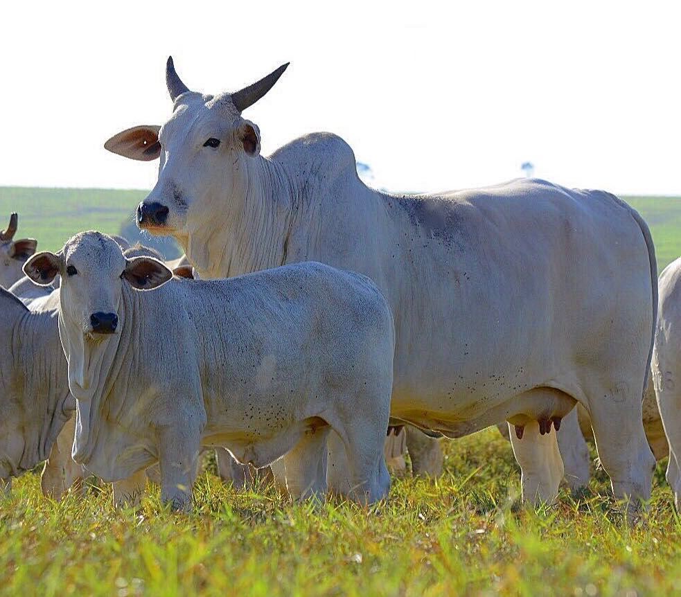 vaca nelore amamentando bezerro