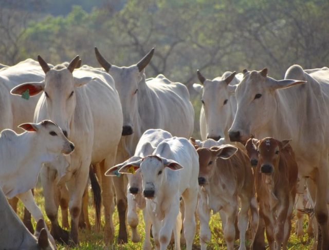 vacada nelore parida no cedo com bezerros ao pe vacada nelore parida no cedo com bezerros ao pe