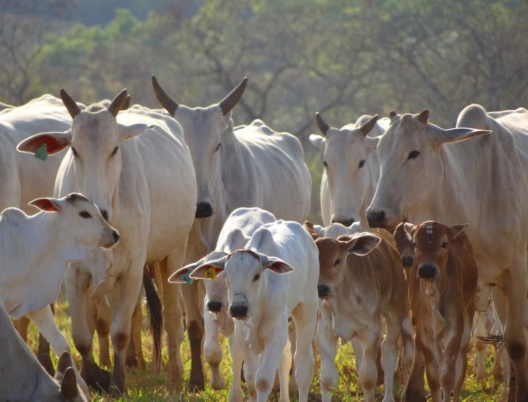 vacada nelore parida no cedo com bezerros ao pe