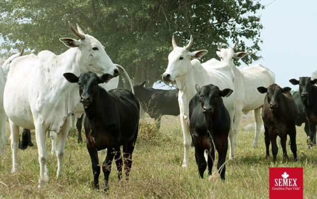 vacas nelore com bezerro de cruzamento angus 1