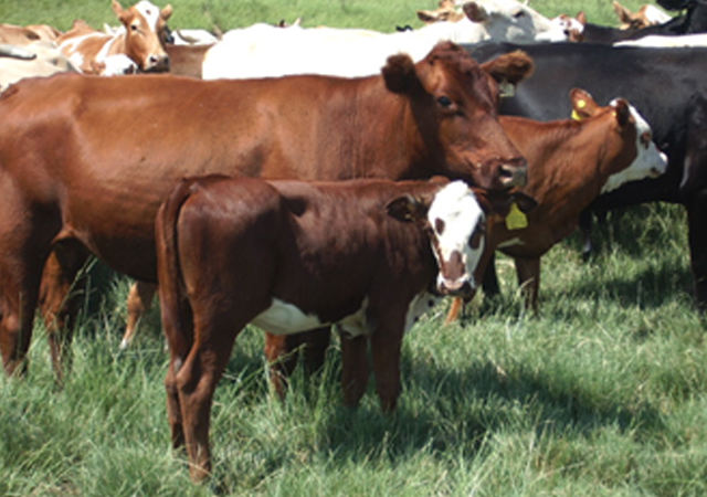 Terneiro Braford e mãe Red Angus