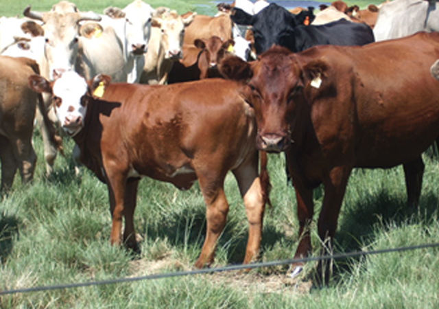 Terneiro Braford e mãe Red Angus