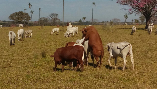 touro senepol prenhez