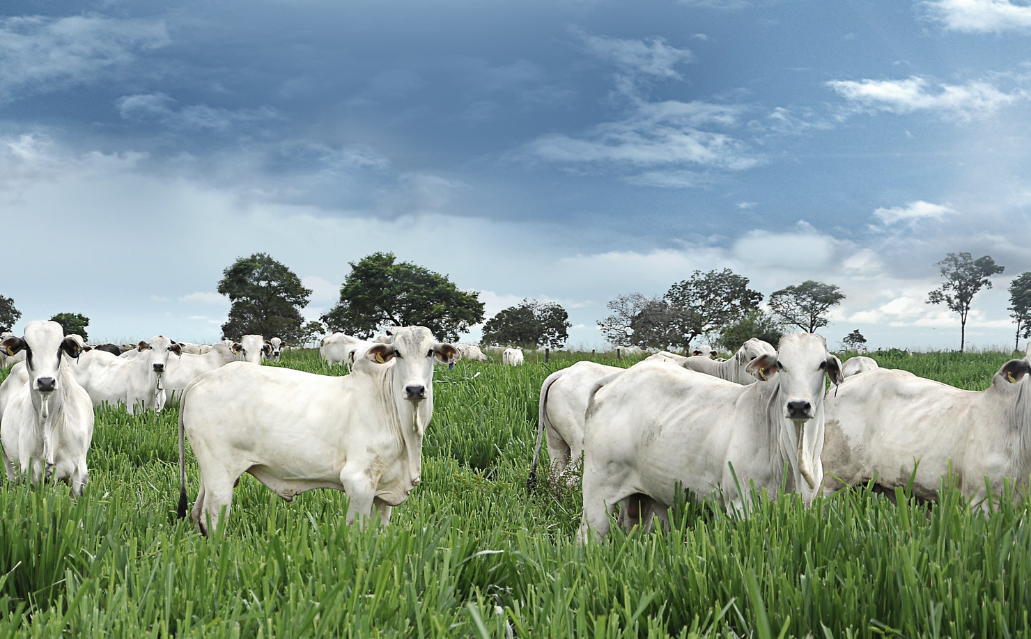 Principais fatores para gado ganhar peso no pasto