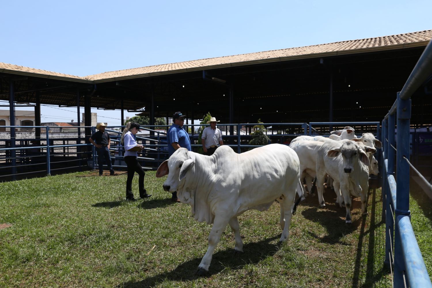 Brahman Jovem Internacional