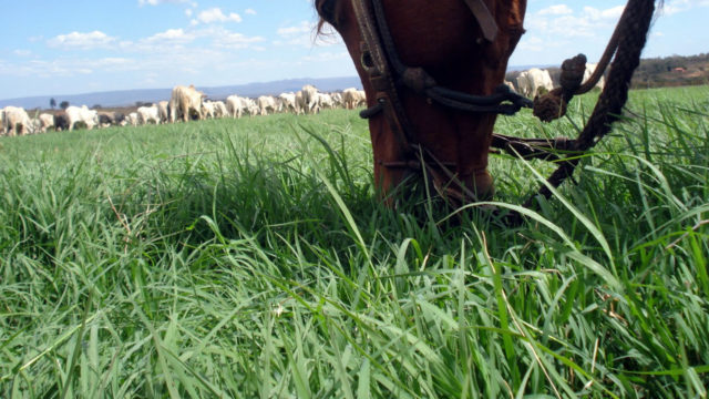 Cynodon spp. Tifton-85 - gado e cavalo