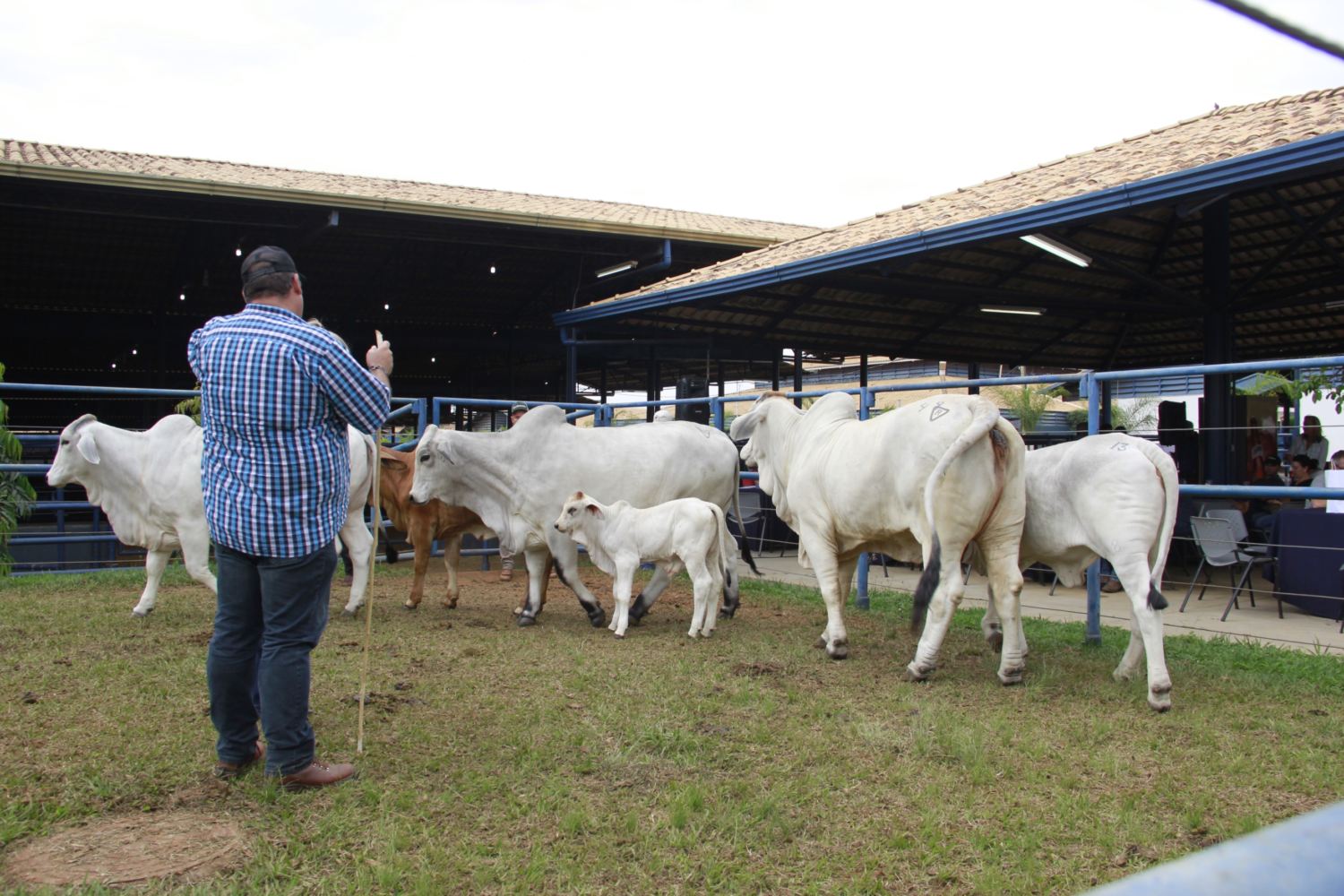 Julgamento a Campo na ExpoBrahman 2018