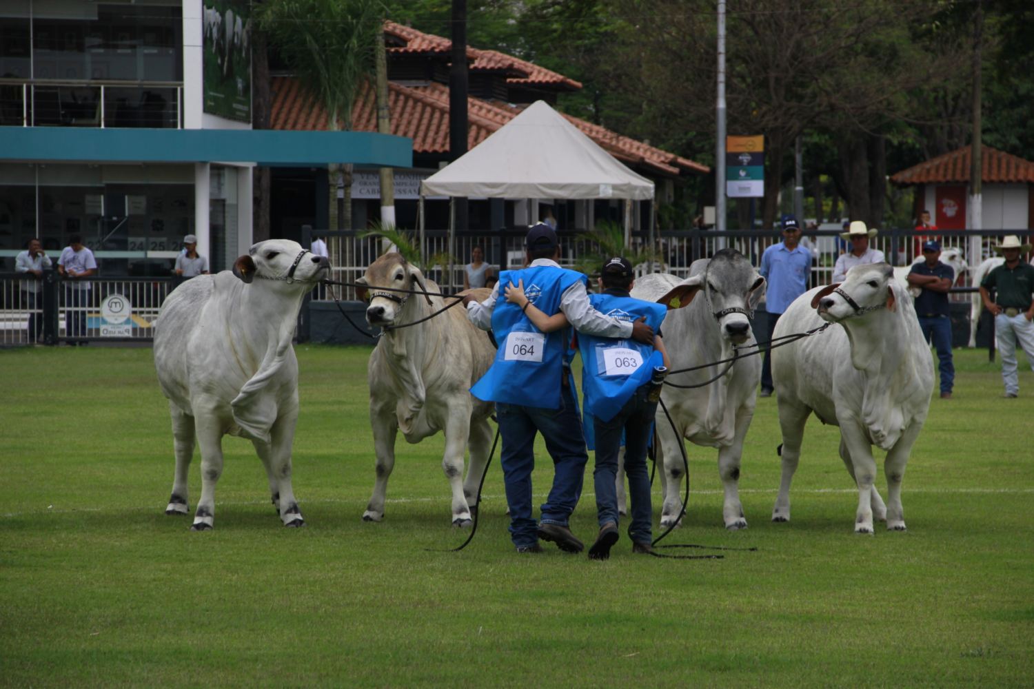 Julgamento na pista da ExpoBrahman 2018