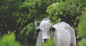 Número de touros em coleta de sêmen na central Tairana vem crescendo