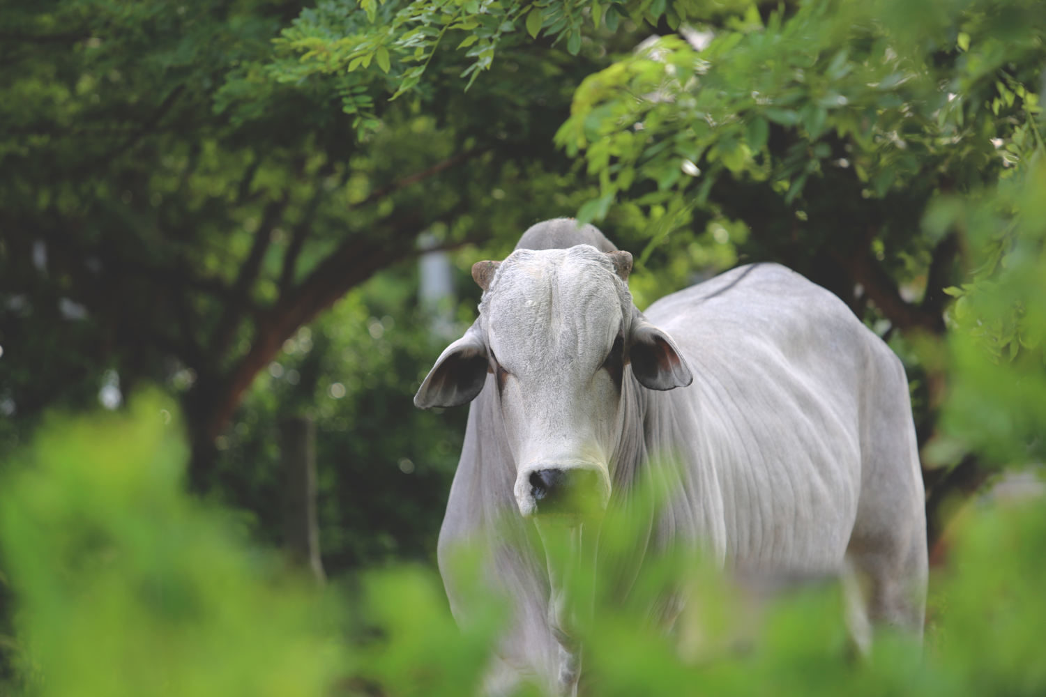 Número de touros em coleta de sêmen na central Tairana vem crescendo