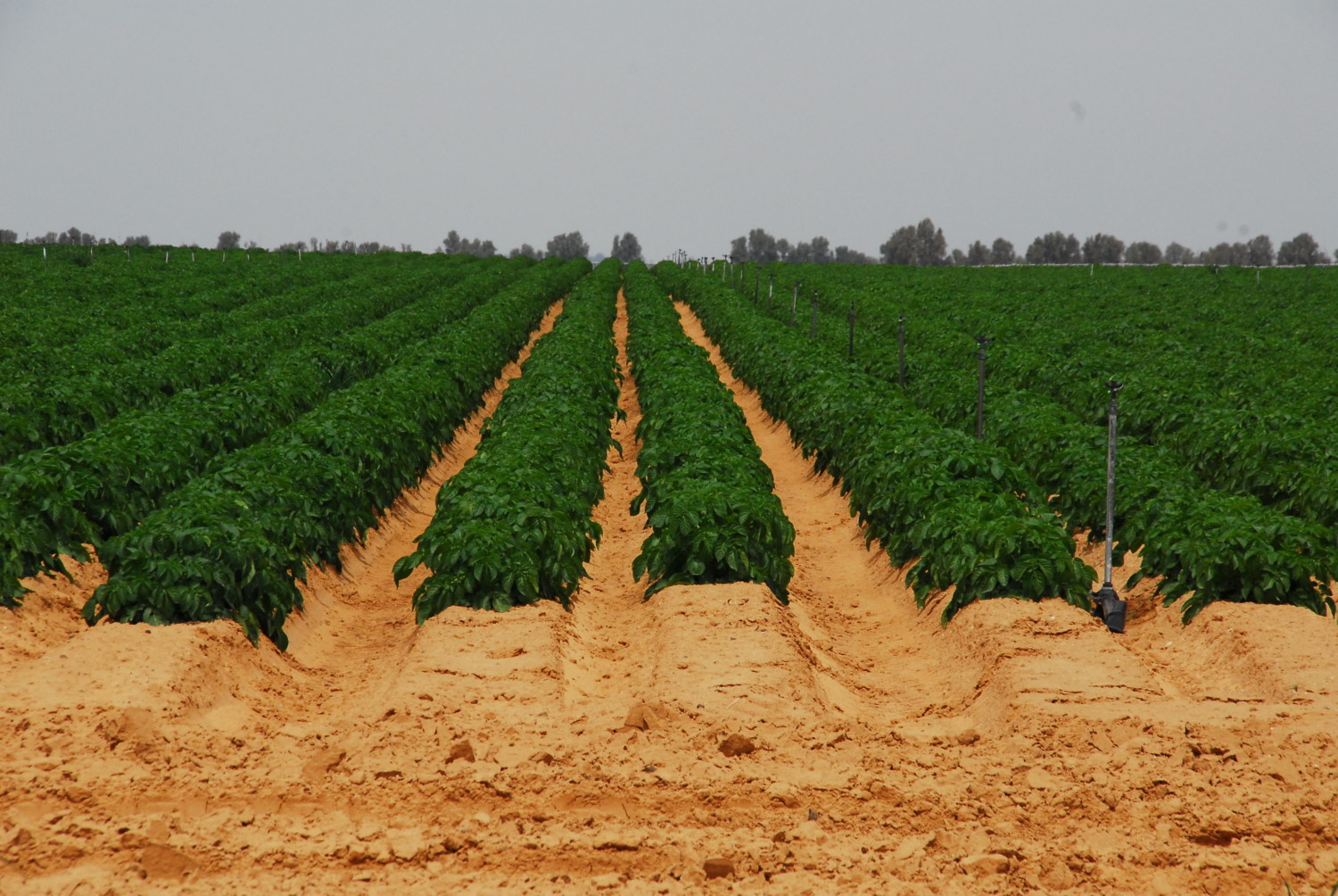 PikiWiki_Israel_19700_Agriculture_in_Israel