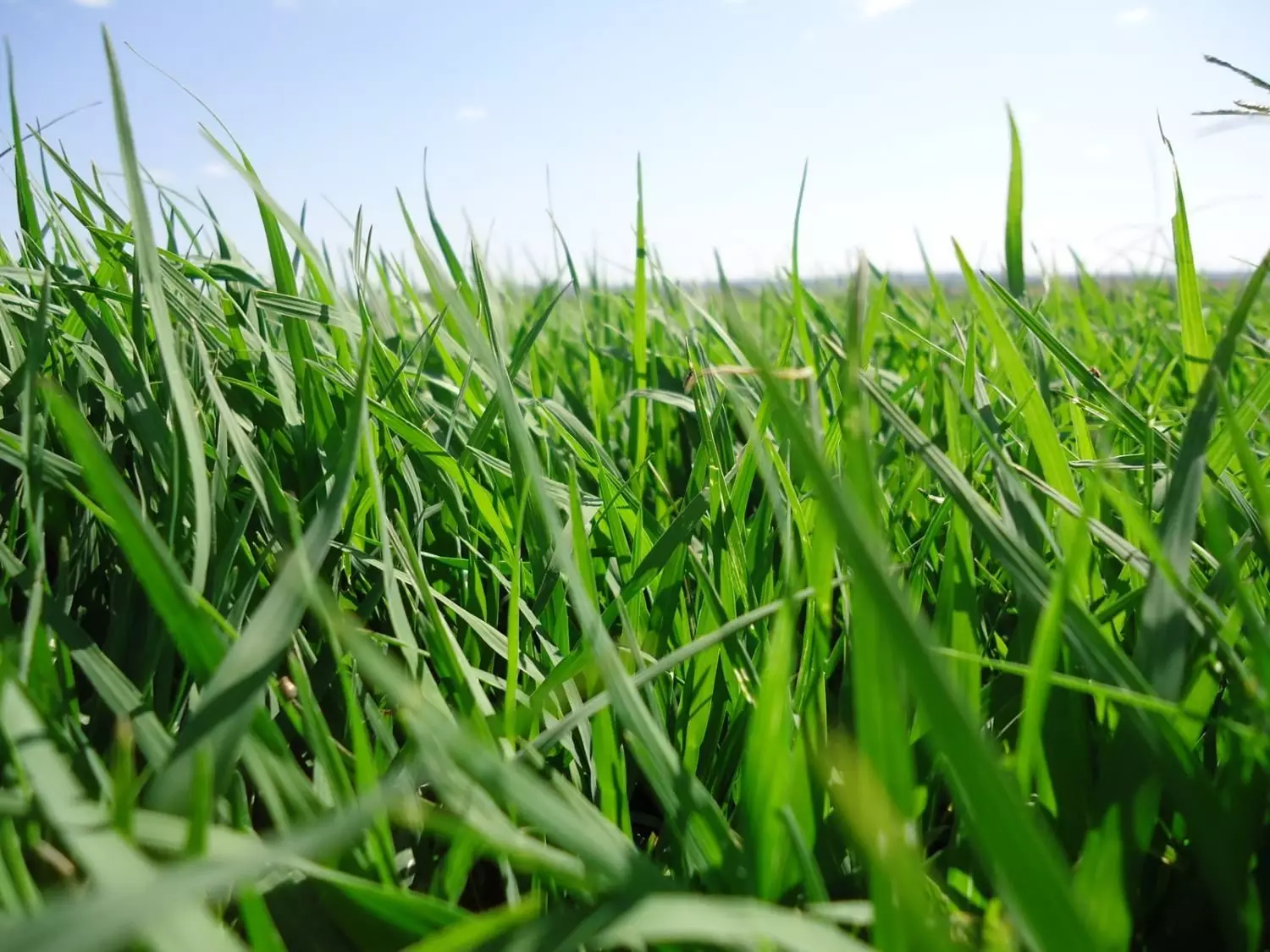 Tifton 85 - Capim verde mesmo com poucas chuvas? Sim, é possível! - Transforme seu pasto irrigado em uma "fábrica de carne": Veja qual capim escolher