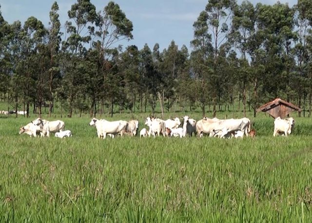 FazendaFlorRoxa FazendaFlorRoxa
