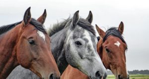 quantas raças de cavalos existem