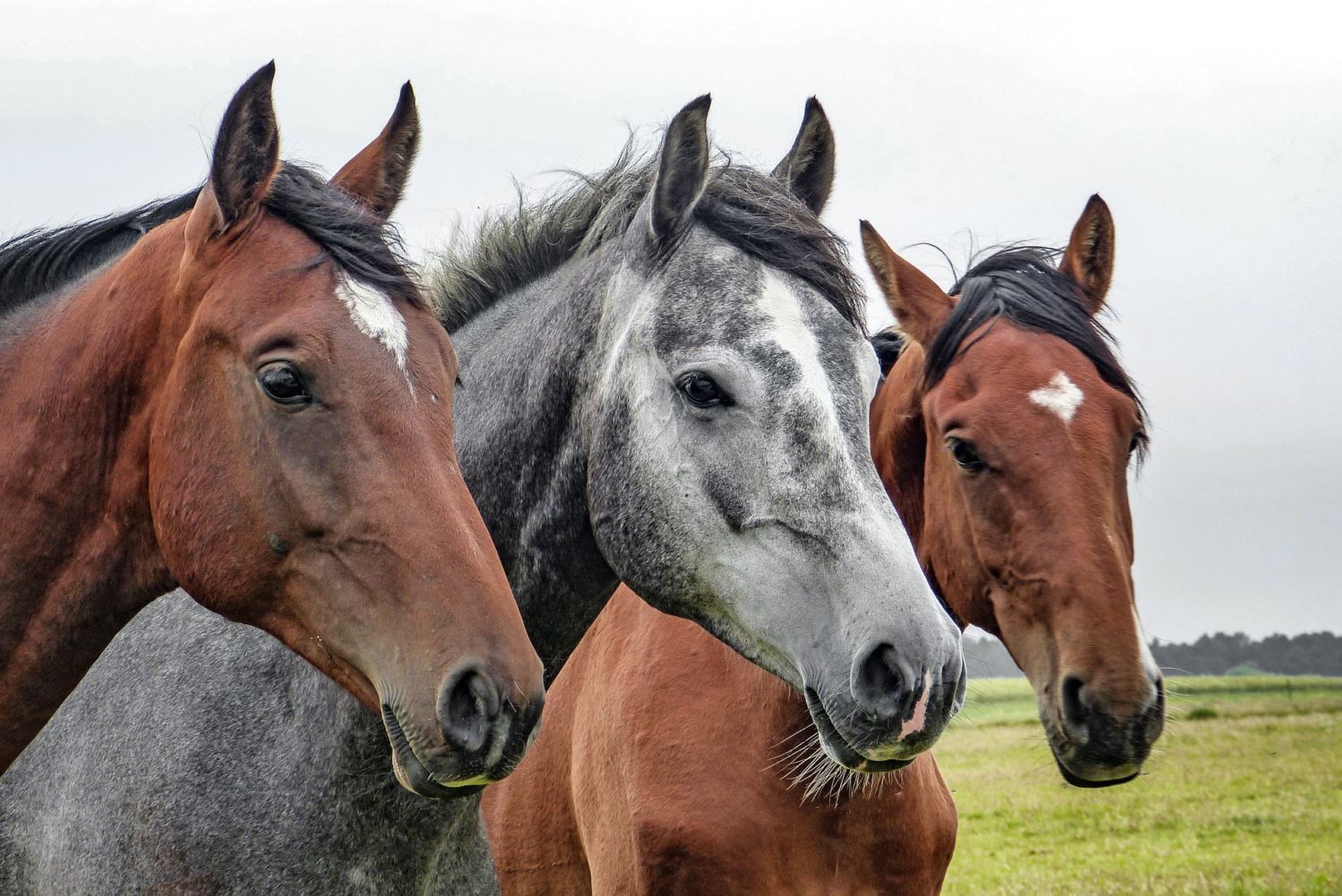 quantas raças de cavalos existem