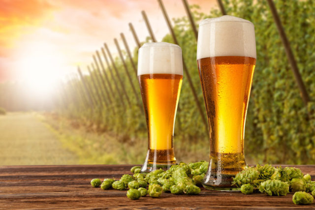 cerveja cevada lúpulo cerveja cerveja cevada lúpulo cerveja