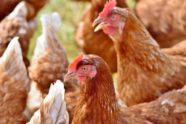 chicken-3587380-1920