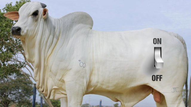 edicao genetica ligar e desligar genes edicao genetica ligar e desligar genes