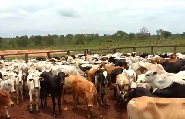 gado-001