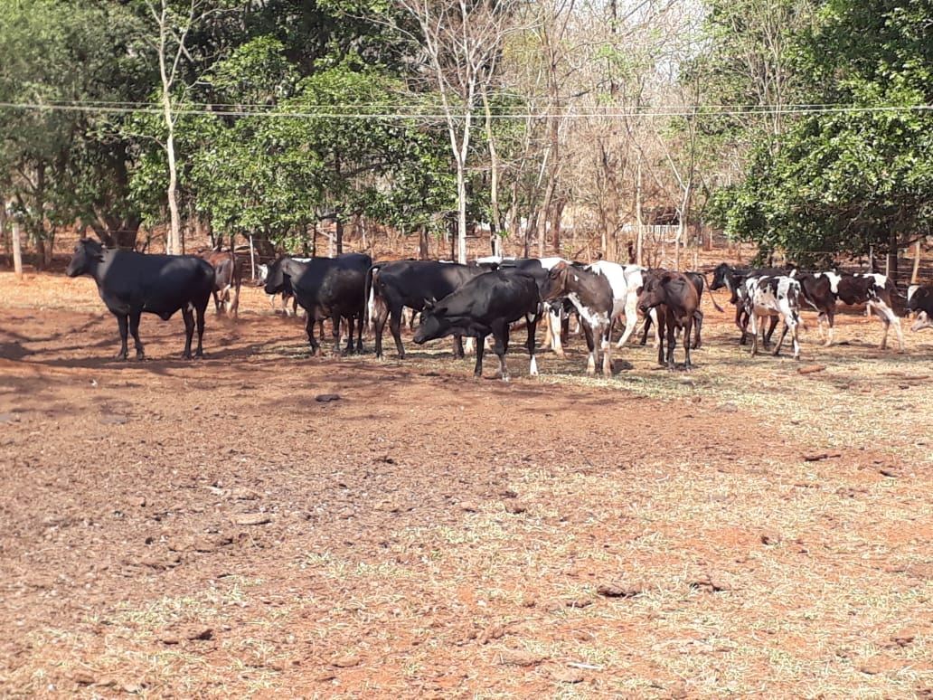 gado roubado em ibitinga-1