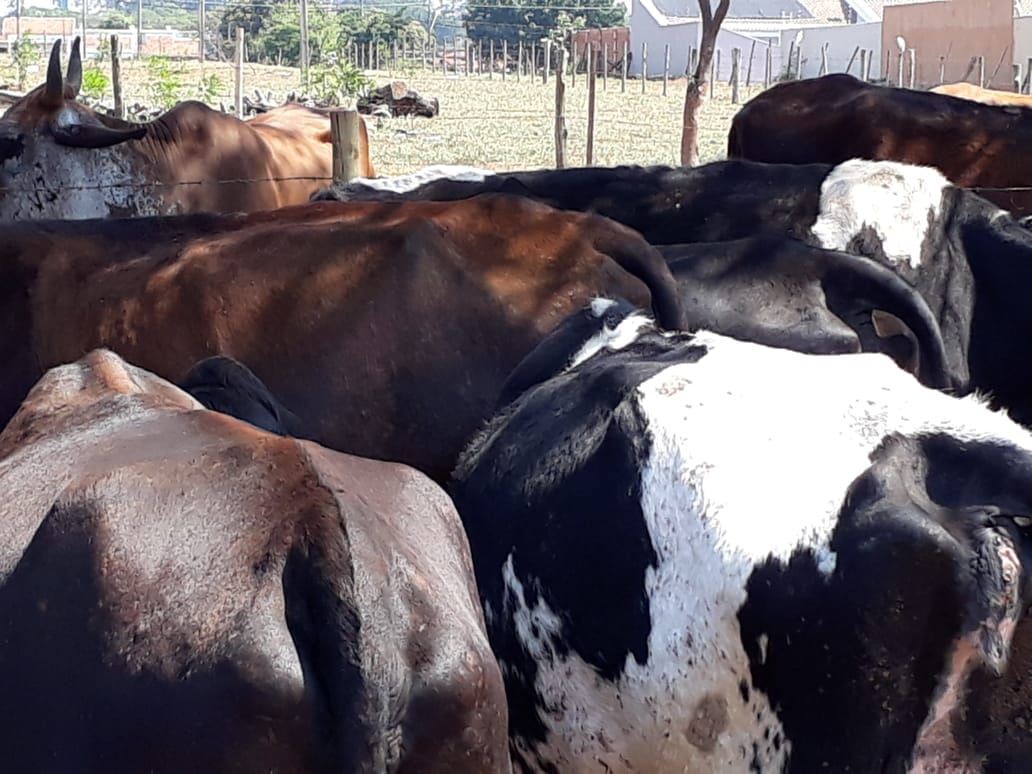 gado roubado em ibitinga-1