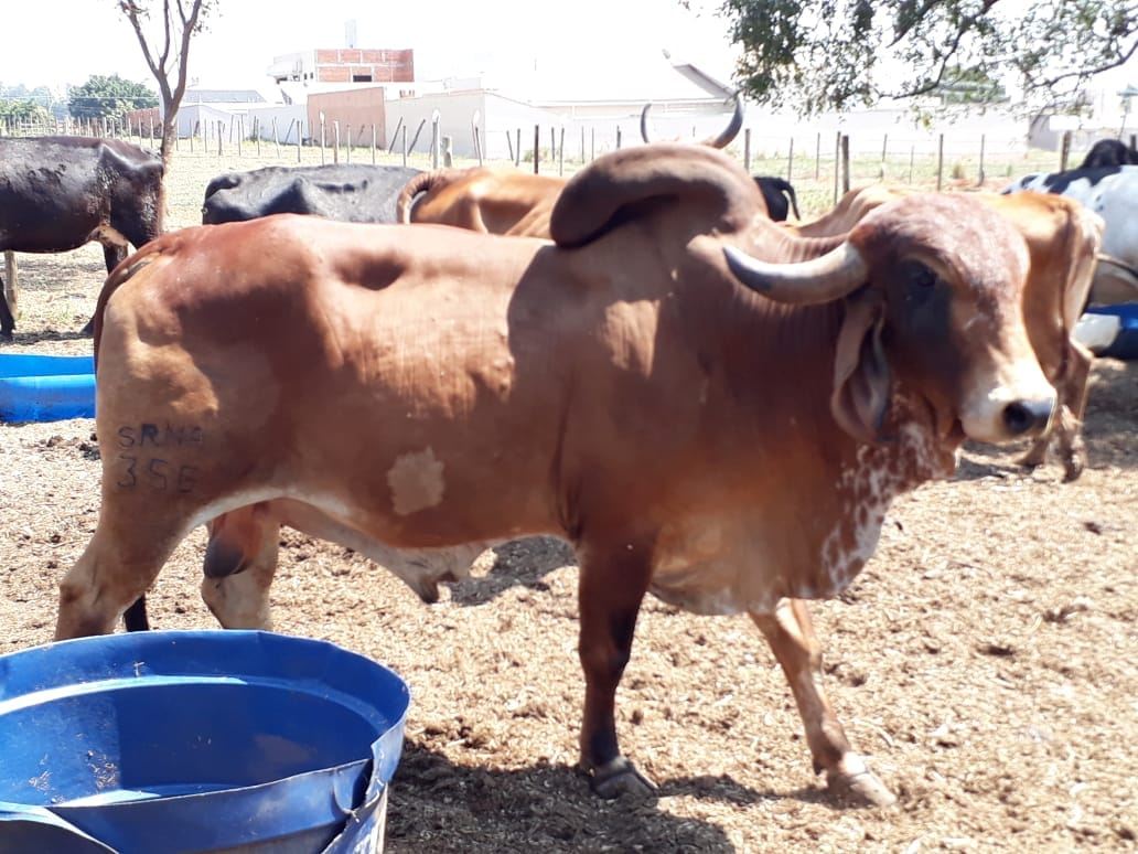 gado roubado em ibitinga-1
