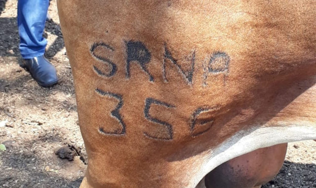 gado roubado em ibitinga gado roubado em ibitinga