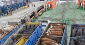 gado sendo exportado para arabia saudita