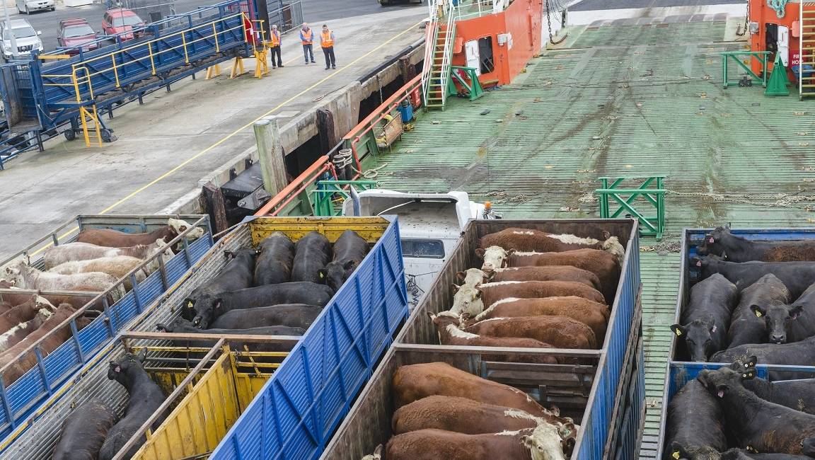 gado sendo exportado para arabia saudita